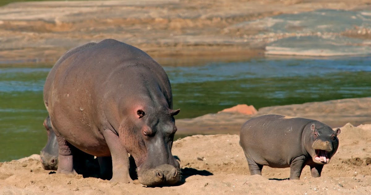 Finding Africa auf gut Deutsch: Warum Nilpferde im Wasser leben und an ...